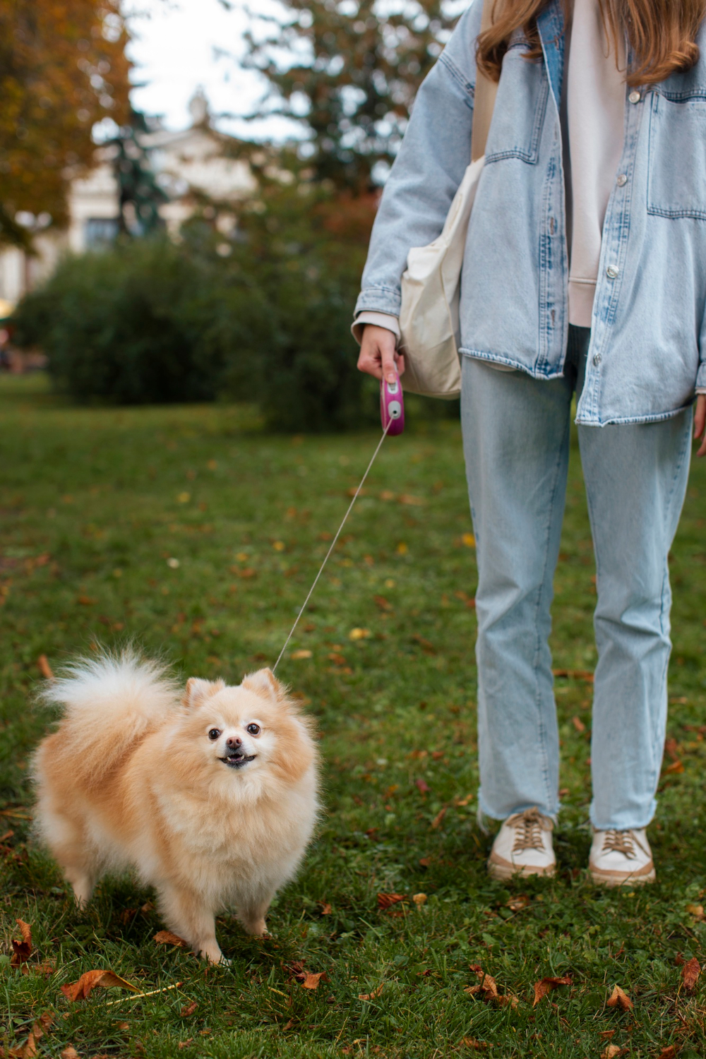 Dog enjoying a walk with a sitter